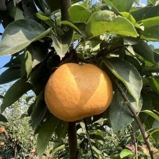 砀山梨、红薯上市了