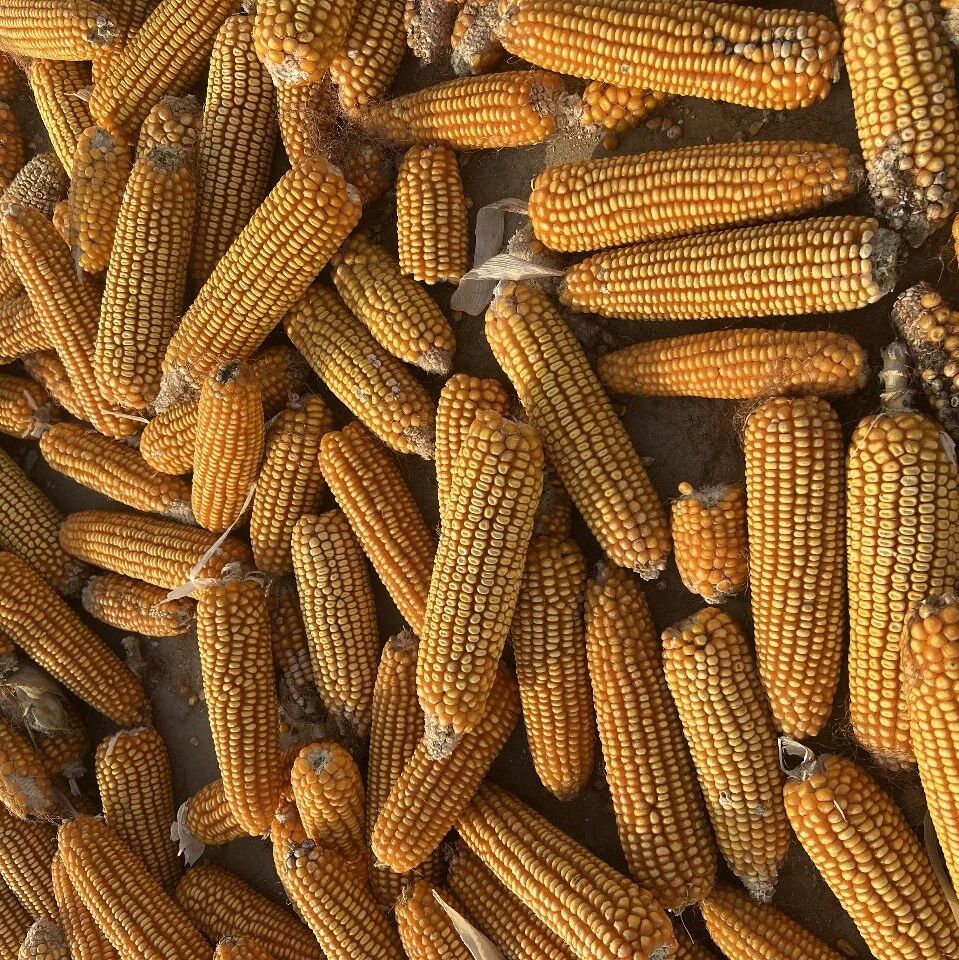 大量优质夏玉米出售