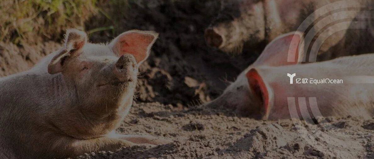 卖一头猪亏500元，“猪茅”也扛不住了？