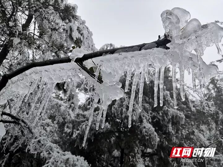 张家界|下雪的张家界美爆了！湖南这些地方或将迎来雨雪