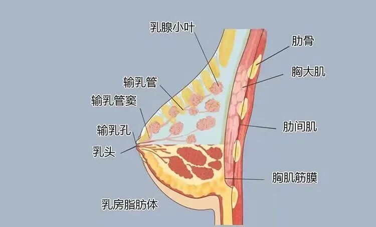 乳腺机为什么叫钼靶【科普】乳腺钼靶知多少？_https://www.jmylbn.com_新闻资讯_第3张