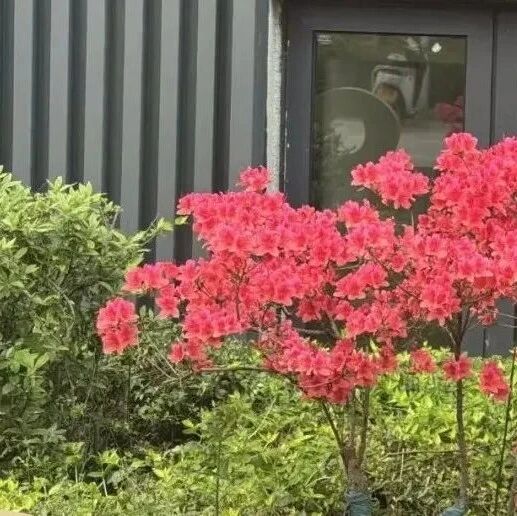 【青春语文 • 元斌专栏】保洁朱阿姨