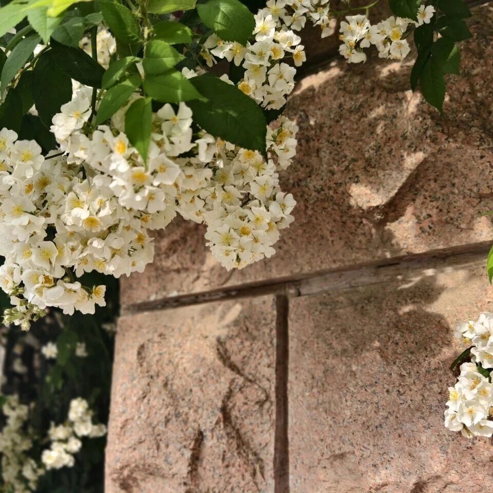 【青春语文·元斌专栏】巧用“反差”写法，绘君子精神肖像 ——七下第四单元整合写作教学设计