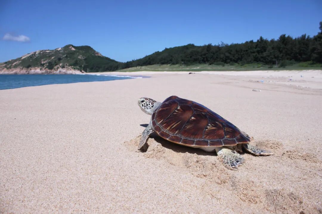 海龟奔向大海。图片由惠州市生态环境局提供