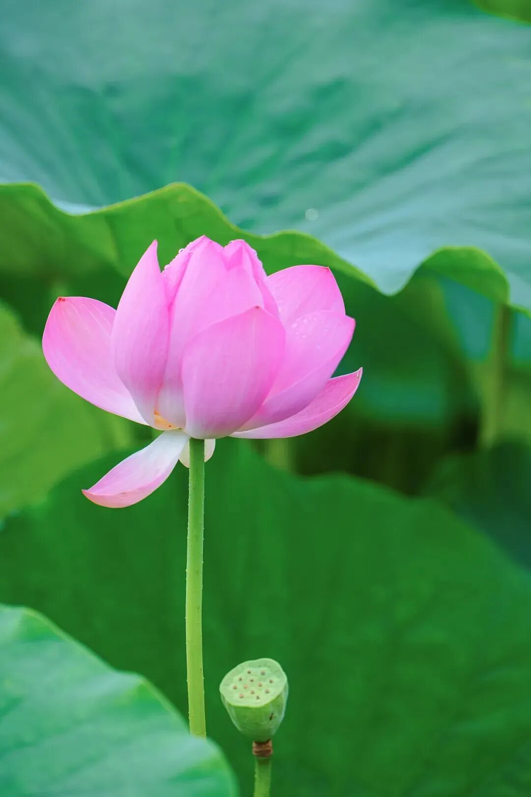 今日芒种 第2张