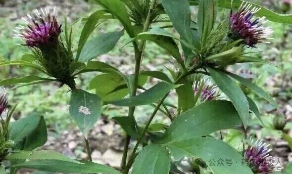 白术降价潮来袭：是“抄底”机遇还是行业洗牌？