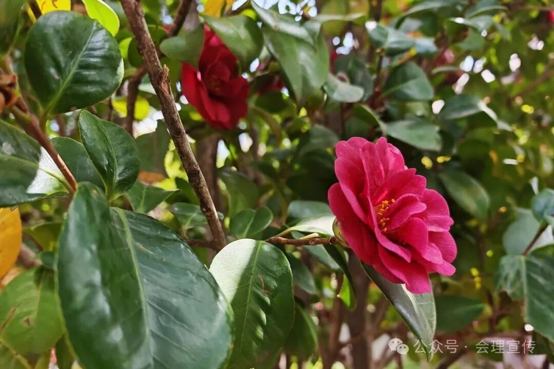 川滇明珠：古城花事正浓，会理四园共赴一场春日之约插图2