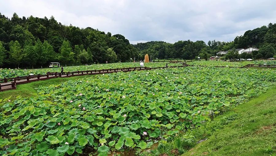 大通湖区又是一年赏荷季,益阳市大通湖区湖边的十里荷花长廊里,数万朵