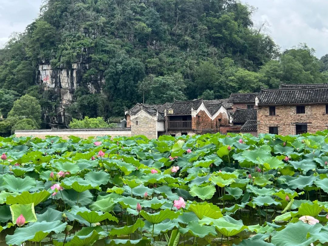濂溪故里景区道县濂溪故里景区荷塘里的荷花竞相绽放,暗香浮动,满池
