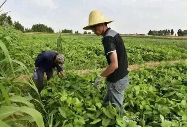 北师大硕士在内蒙古沙漠种地！他的故事登上《人民文学》 第11张