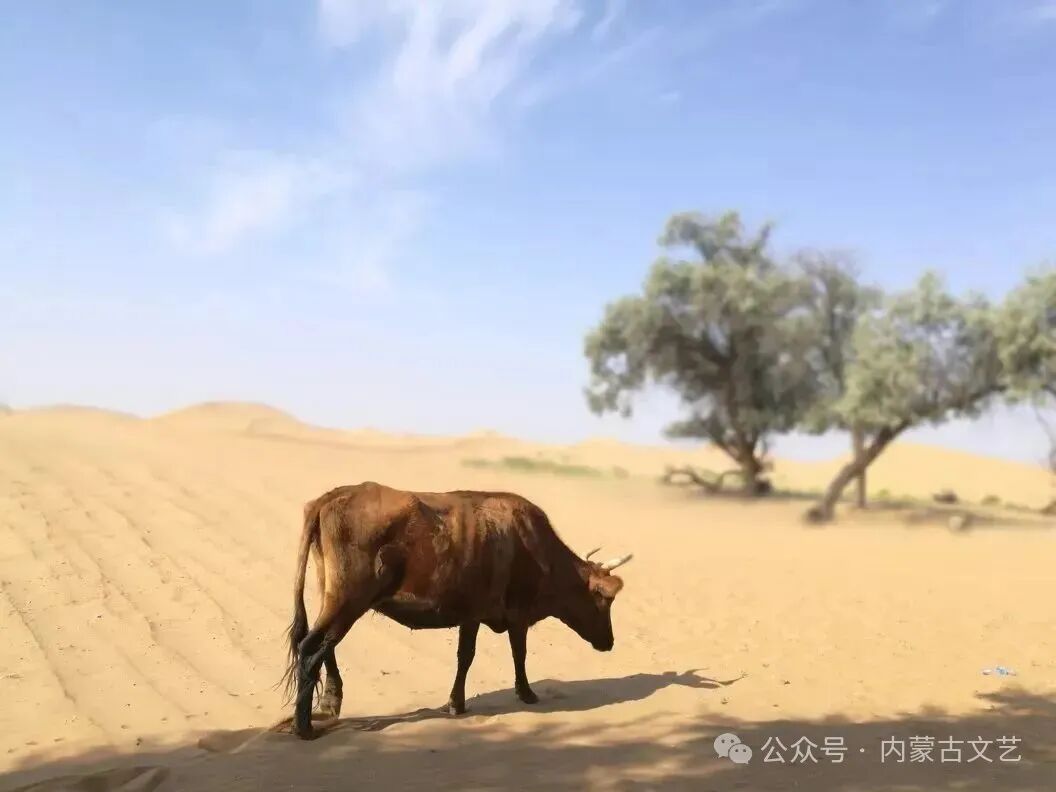 北师大硕士在内蒙古沙漠种地！他的故事登上《人民文学》 第4张