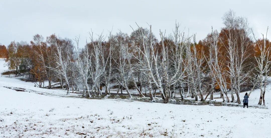 今日小雪：玉絮初凝，万物知寒 第22张