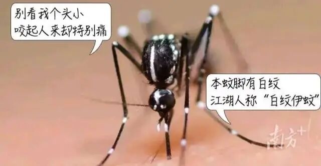白纹伊蚊
