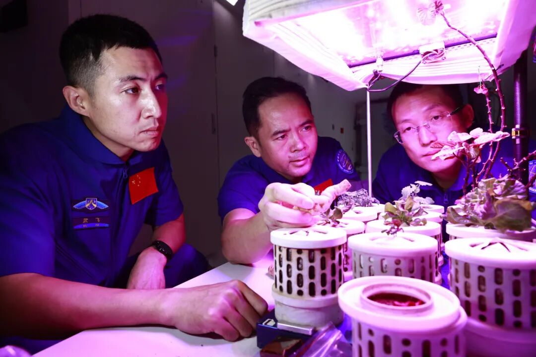 神舟二十一号乘组在进行植物培养训练
