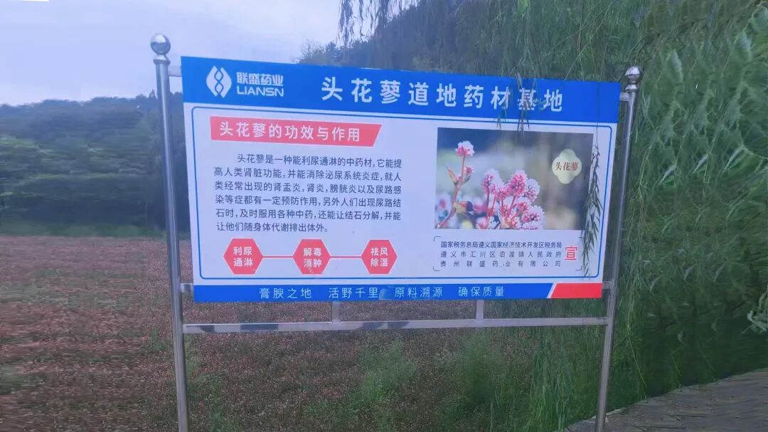 头花蓼基地牌.jpg