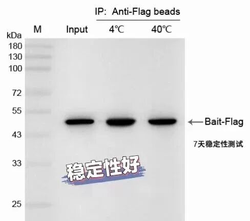 辉骏生物纳米抗体磁珠在4℃和40℃条件下保存7天后进行IP稳定性检测示意图.jpg