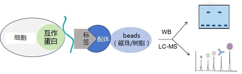 RNA pull down实验原理图-辉骏生物RNA pulldown实验价格低