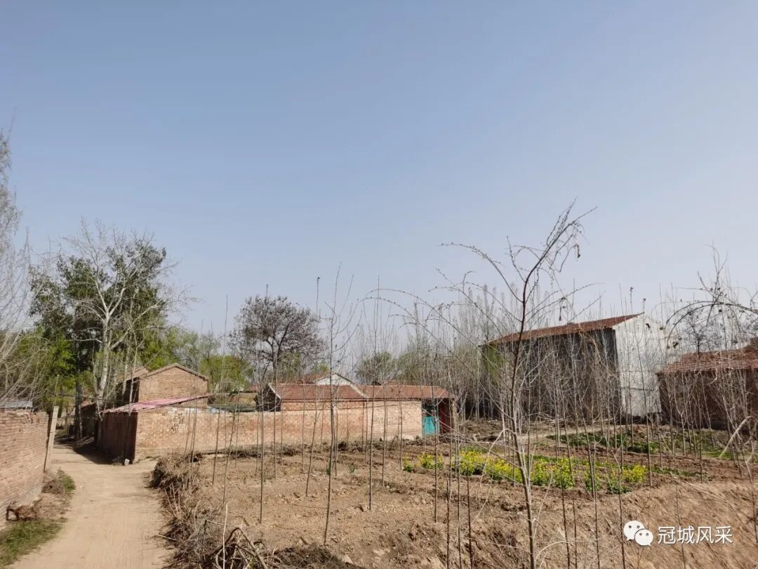 冠县乡韵北馆陶镇东沃头村