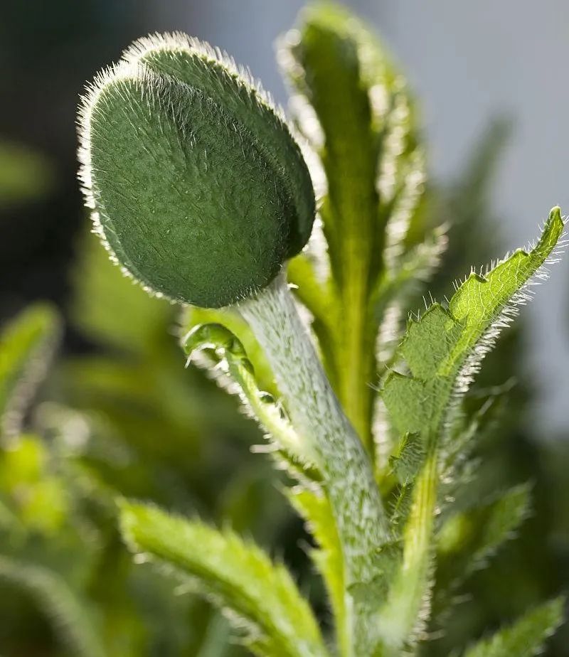 真刑种植罂粟当菜吃被瓮安警方依法查处