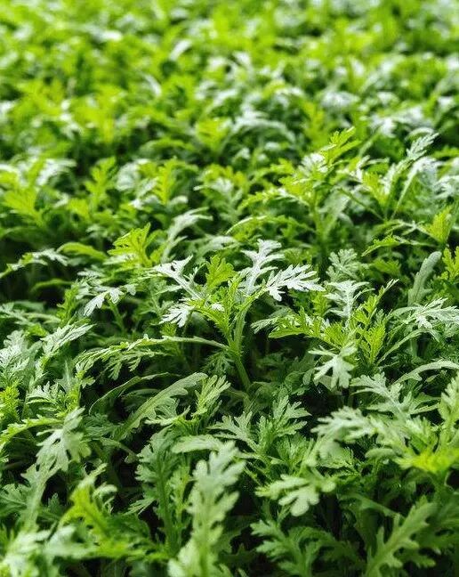 真刑种植罂粟当菜吃被瓮安警方依法查处