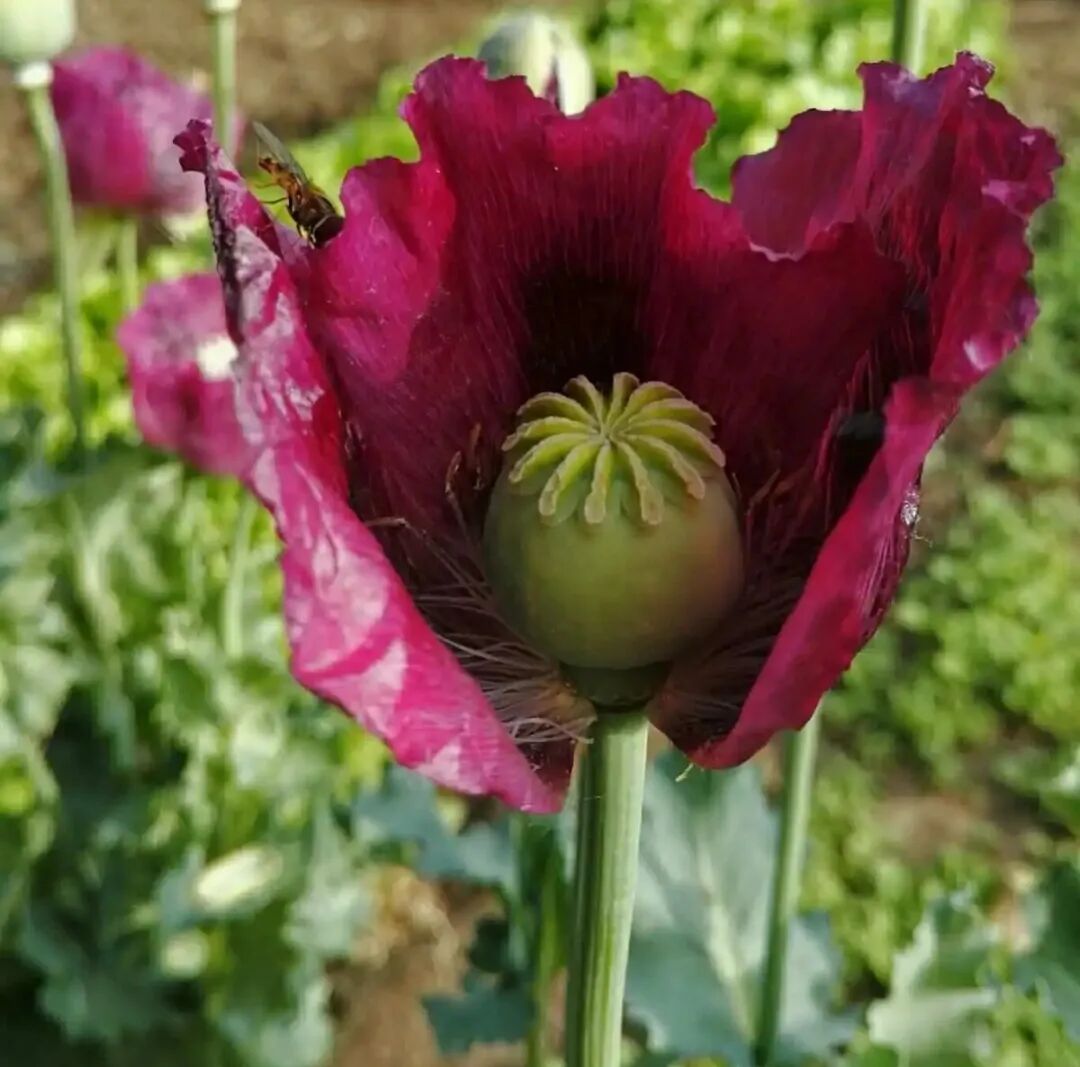 真刑种植罂粟当菜吃被瓮安警方依法查处