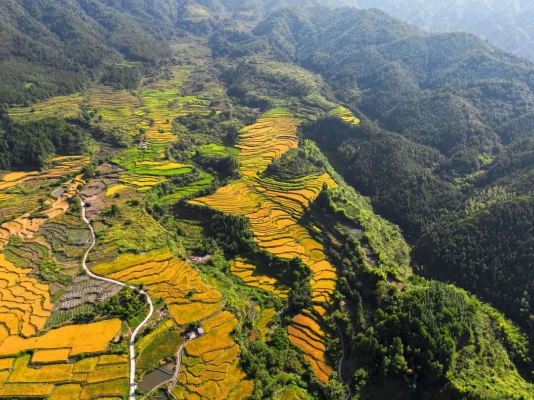 永和镇大力发展丝苗米种植 （来源：永和镇人民政府）