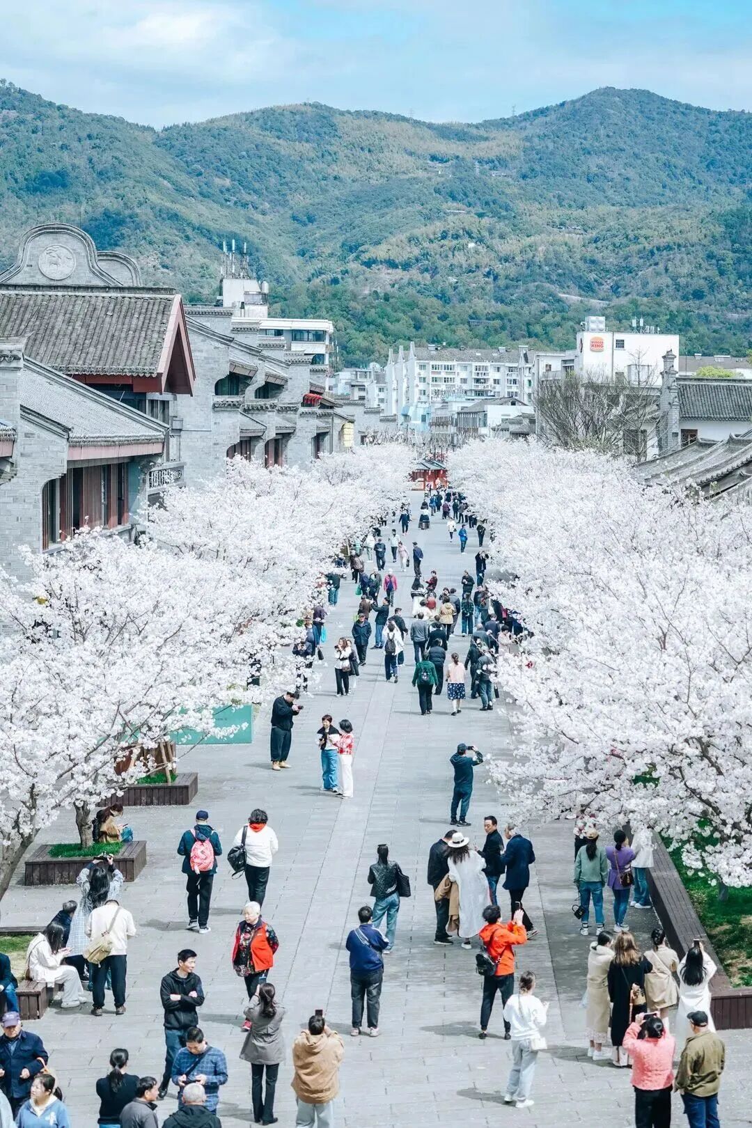紫阳街樱花0.jpg