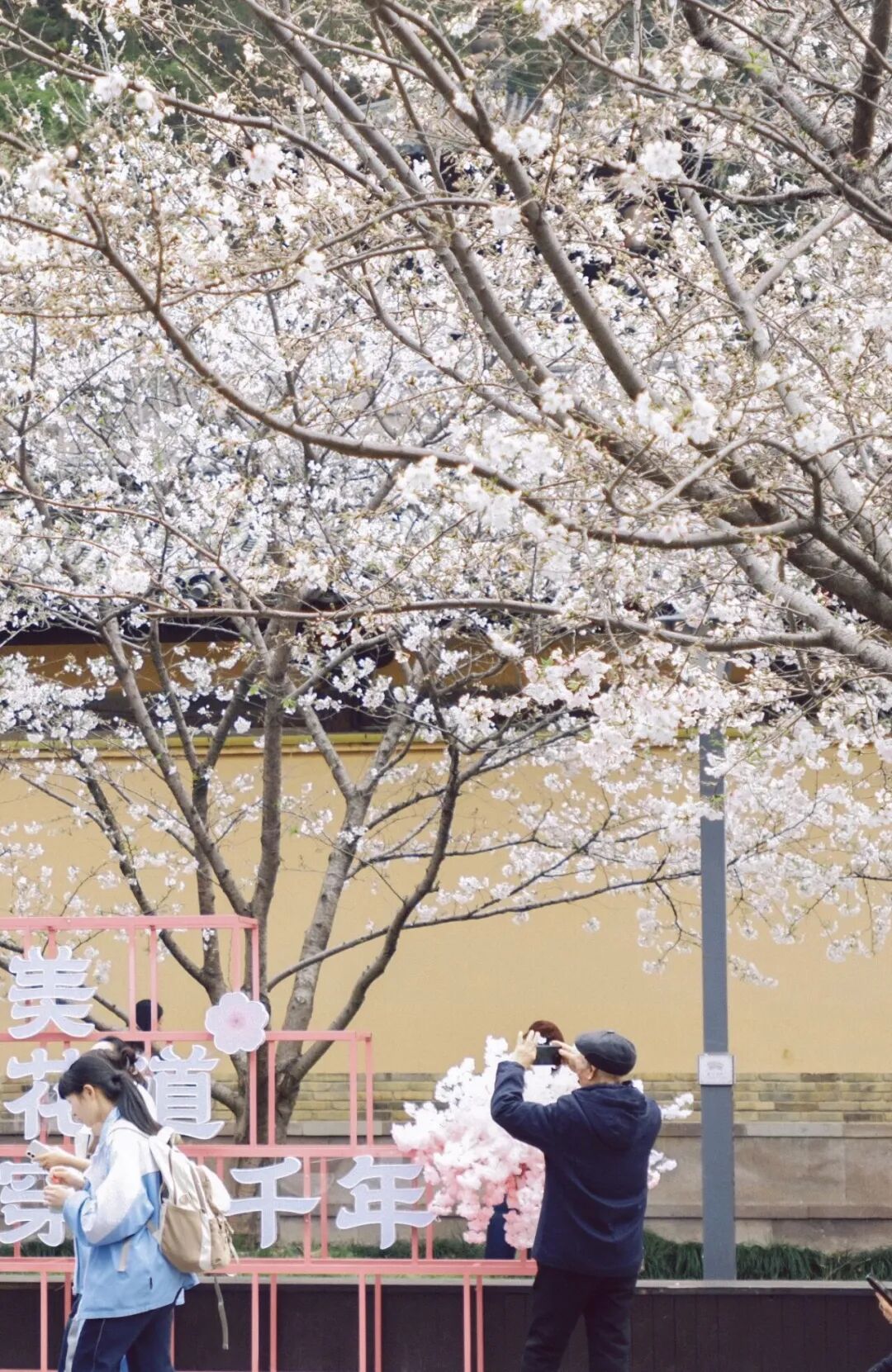 紫阳街白91.jpg