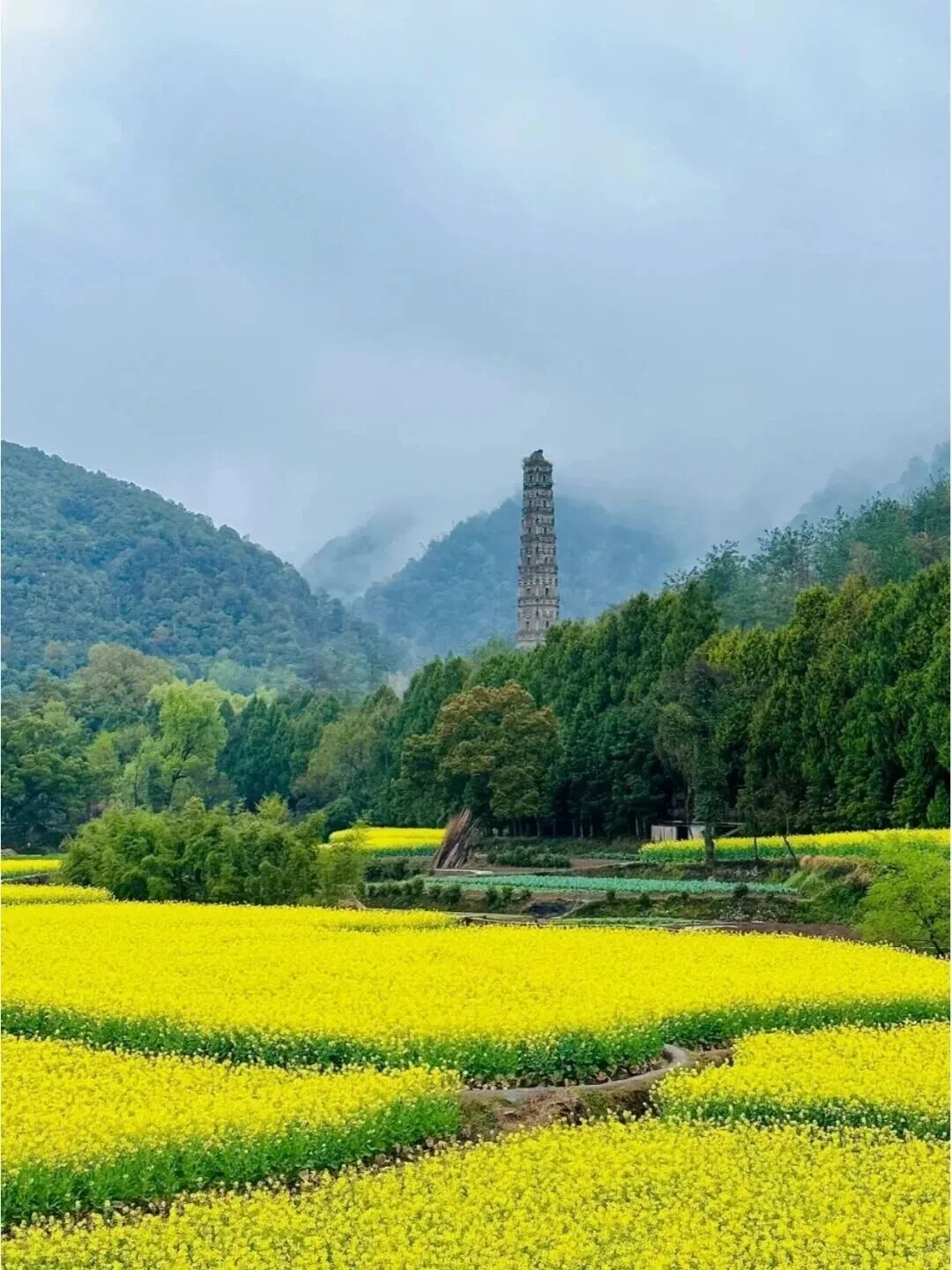 国清寺的春天.jpg