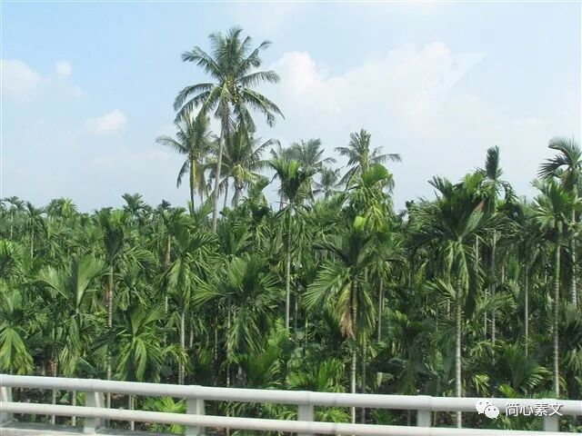 槟榔妹_台湾槟榔妹_神犬小七槟榔妹结局