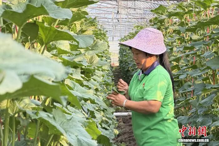 9月8日，江西省赣州市于都县梓山镇潭头村富硒蔬菜基地，村民曾红梅忙着采摘蔬菜。记者 吴鹏泉 摄.jpg