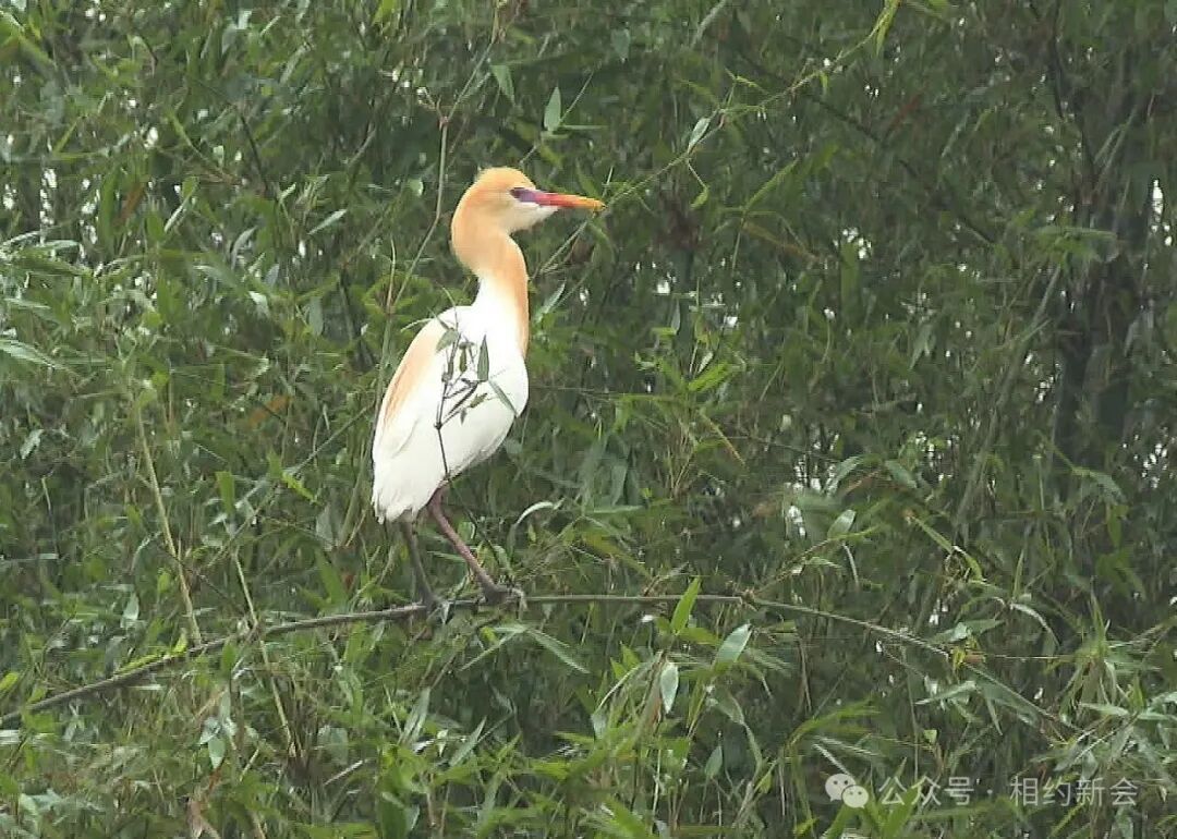 鸟儿们纷纷换上"新装"小鸟天堂国家湿地公园的为吸引异性,春天是鸟类