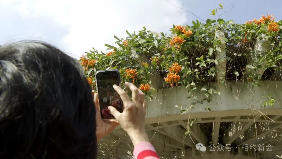 看江門多地炮仗花如鞭炮般燦爛綻放