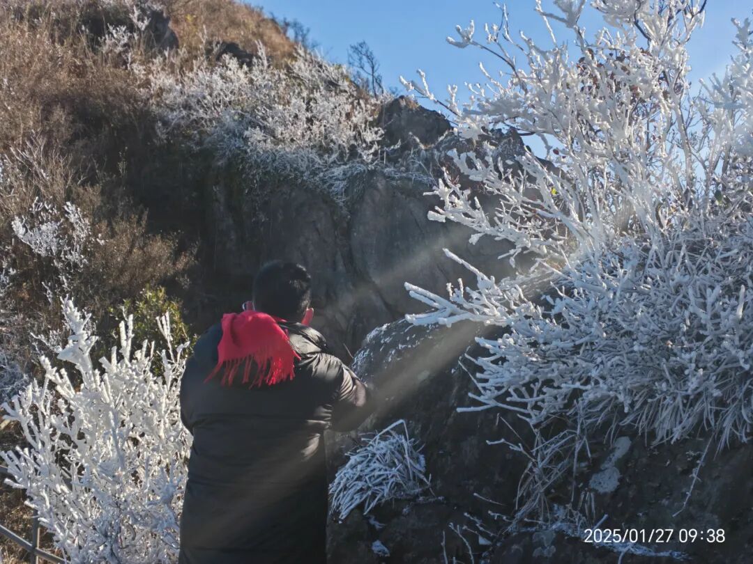 1月27日金子山冰挂照片