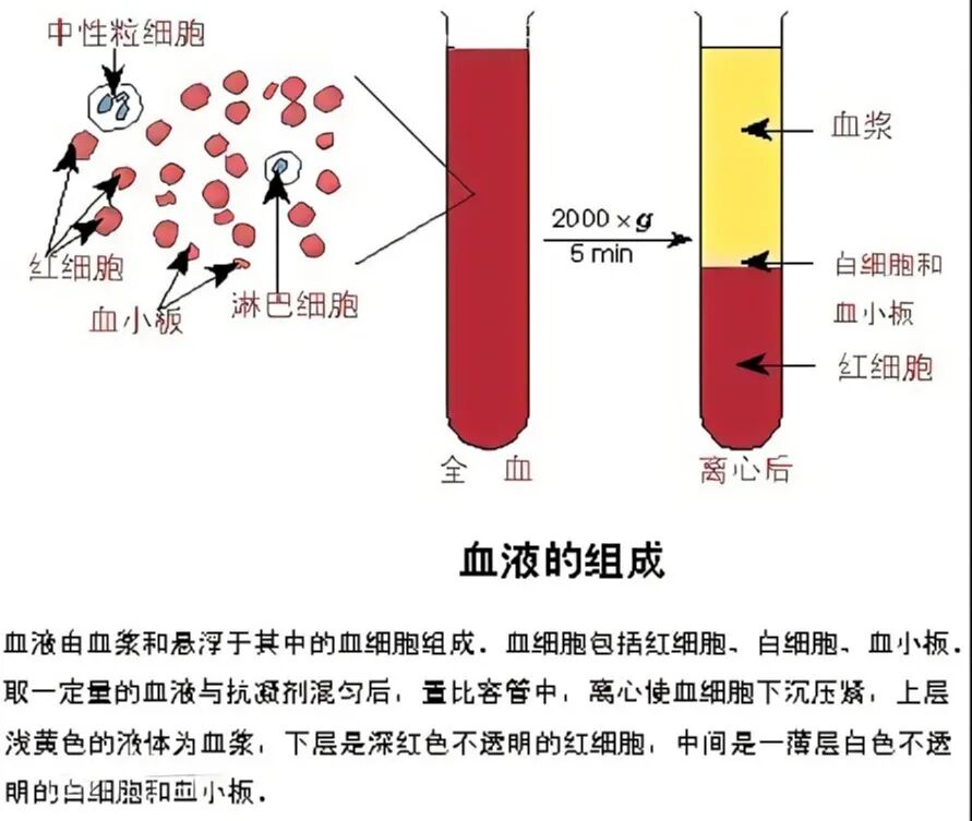 采血管颜色代表什么检验科里的“彩虹管”：不同颜色的采血管有啥讲究？_https://www.jmylbn.com_新闻资讯_第6张