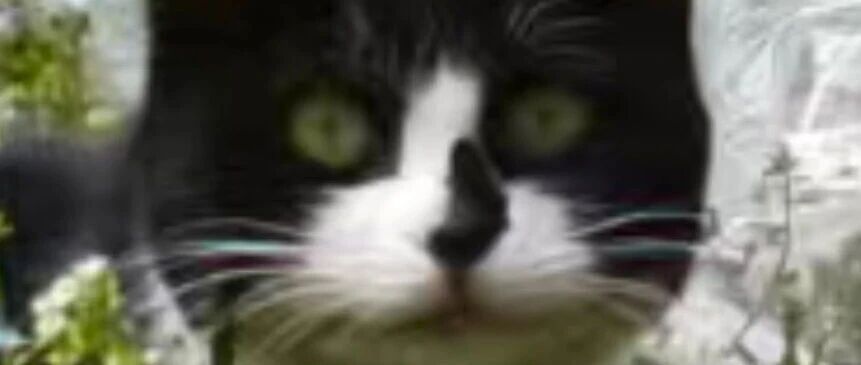 诗译|むすめ 関取花;トイレの神様 植村花菜