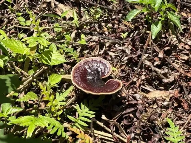 南豐鎮(zhèn)萬畝靈芝谷里仿野生種植的靈芝。肇慶市融媒體中心記者 夏紫怡 攝