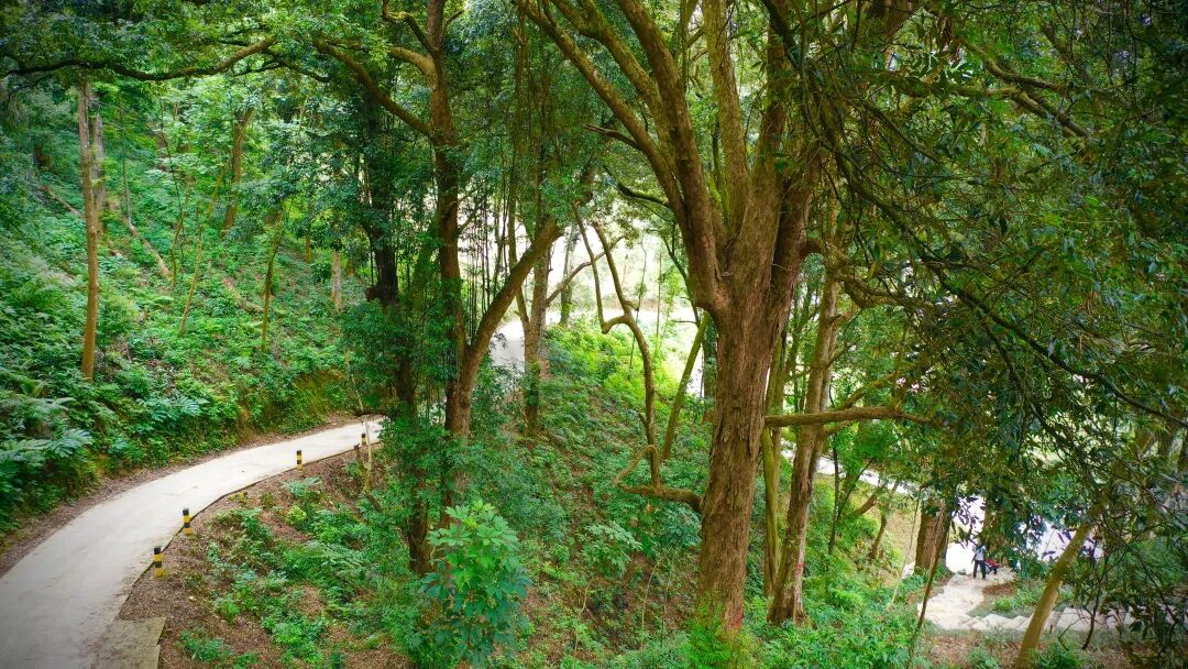 探千年红锥明天930来直击仁化县红锥古树公园开园仪式