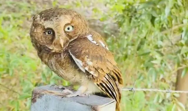 无  通讯员 企石融媒 供图