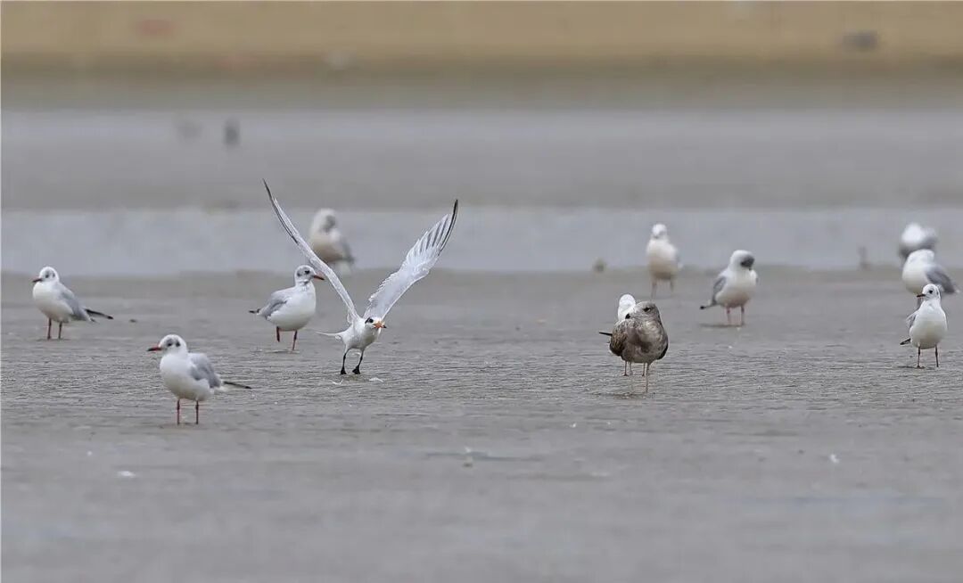 湛江连续五年监测中华凤头燕鸥幼鸟