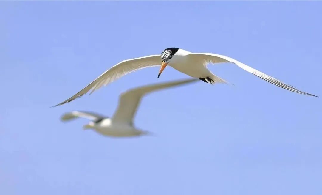 湛江连续五年监测中华凤头燕鸥幼鸟