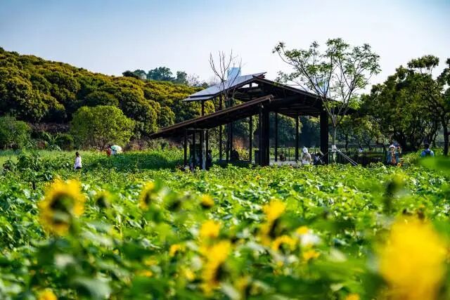 盛夏的稻香尺岸节点，拥有一大片向日葵花田