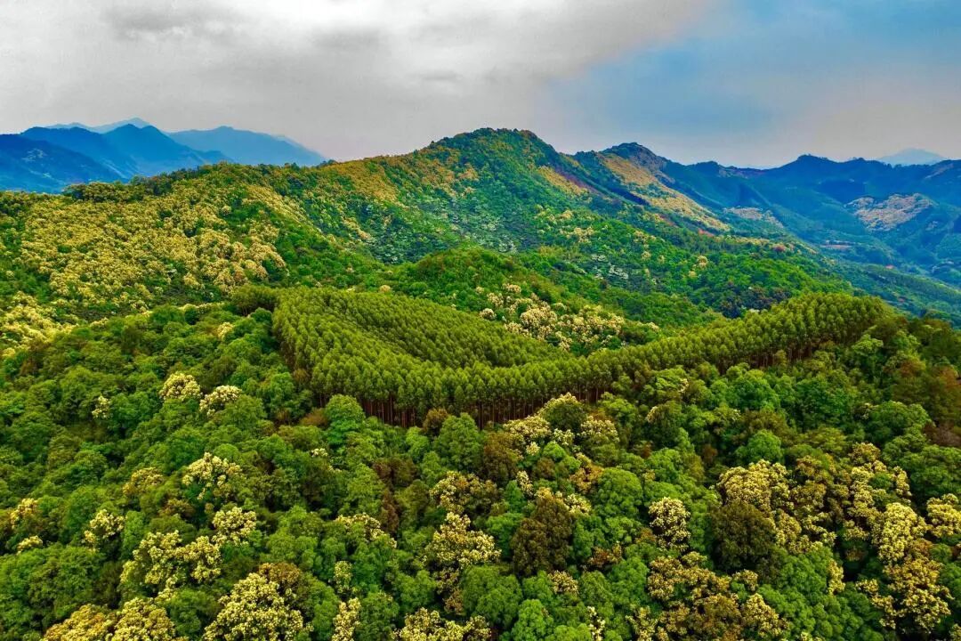 广东岩溶石漠化地区植被盖度已超八成