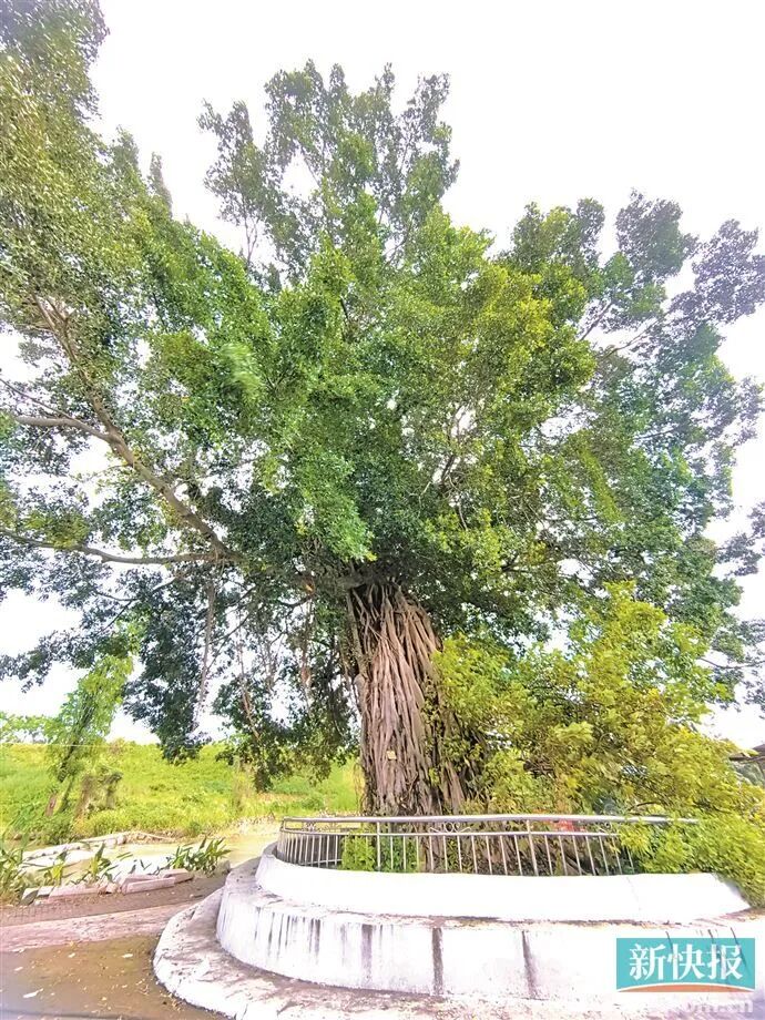 沿河边望去,两株古秋枫树相隔数十米并排而立,树