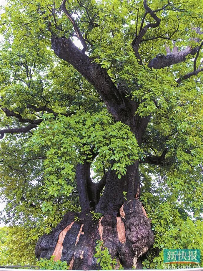 树说南粤91 | 揭阳古秋枫树:古狮榻卧处 秋枫露新韵