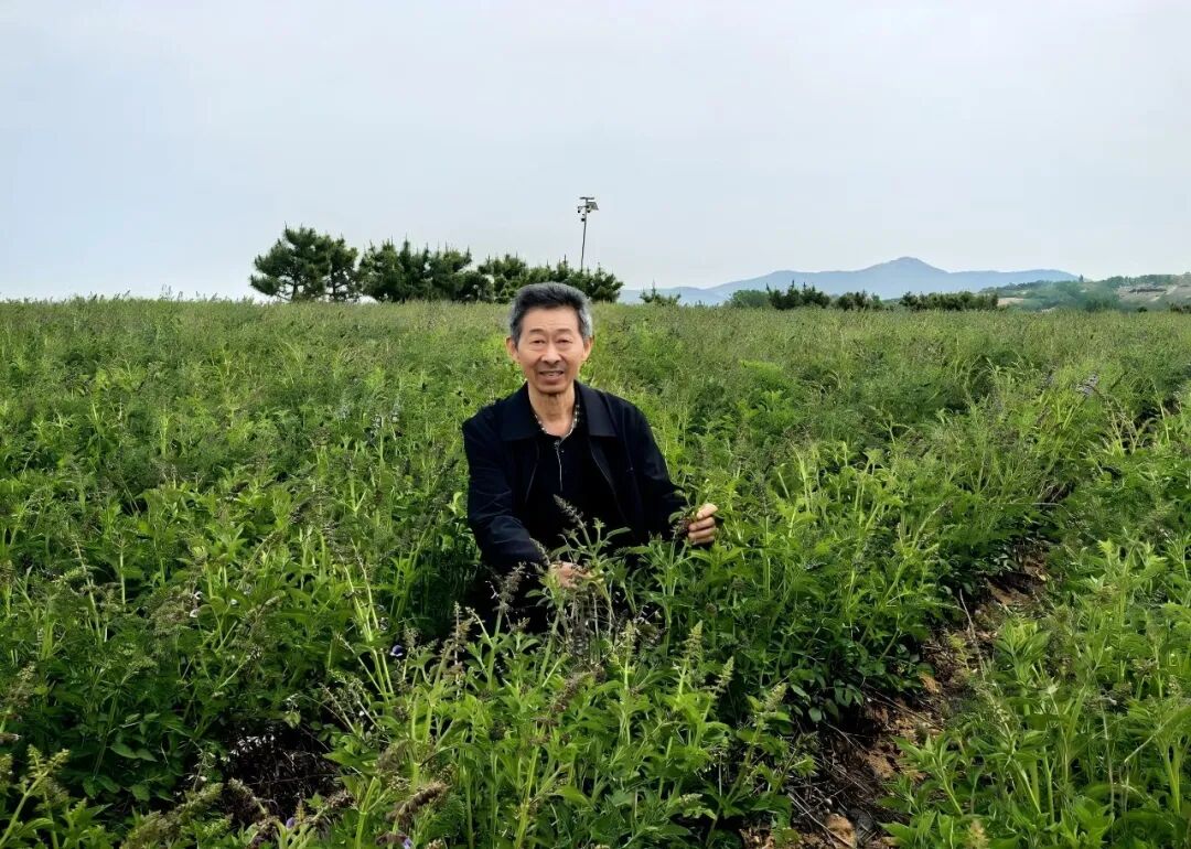 丹参多维度产业调研报告