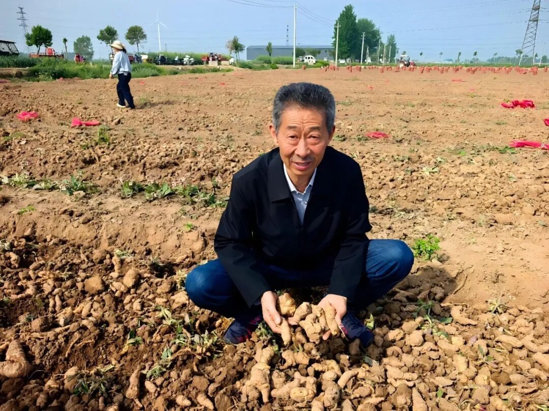 地黄行情走势分析