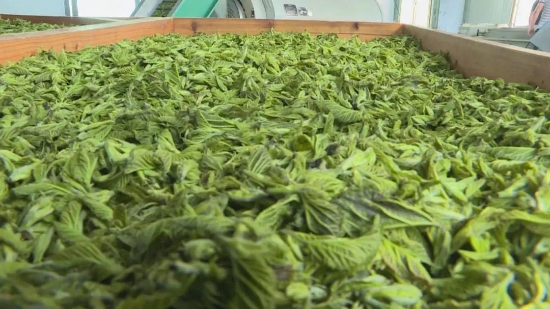 桑叶茶！仪征绿杨春茶技艺制作而成