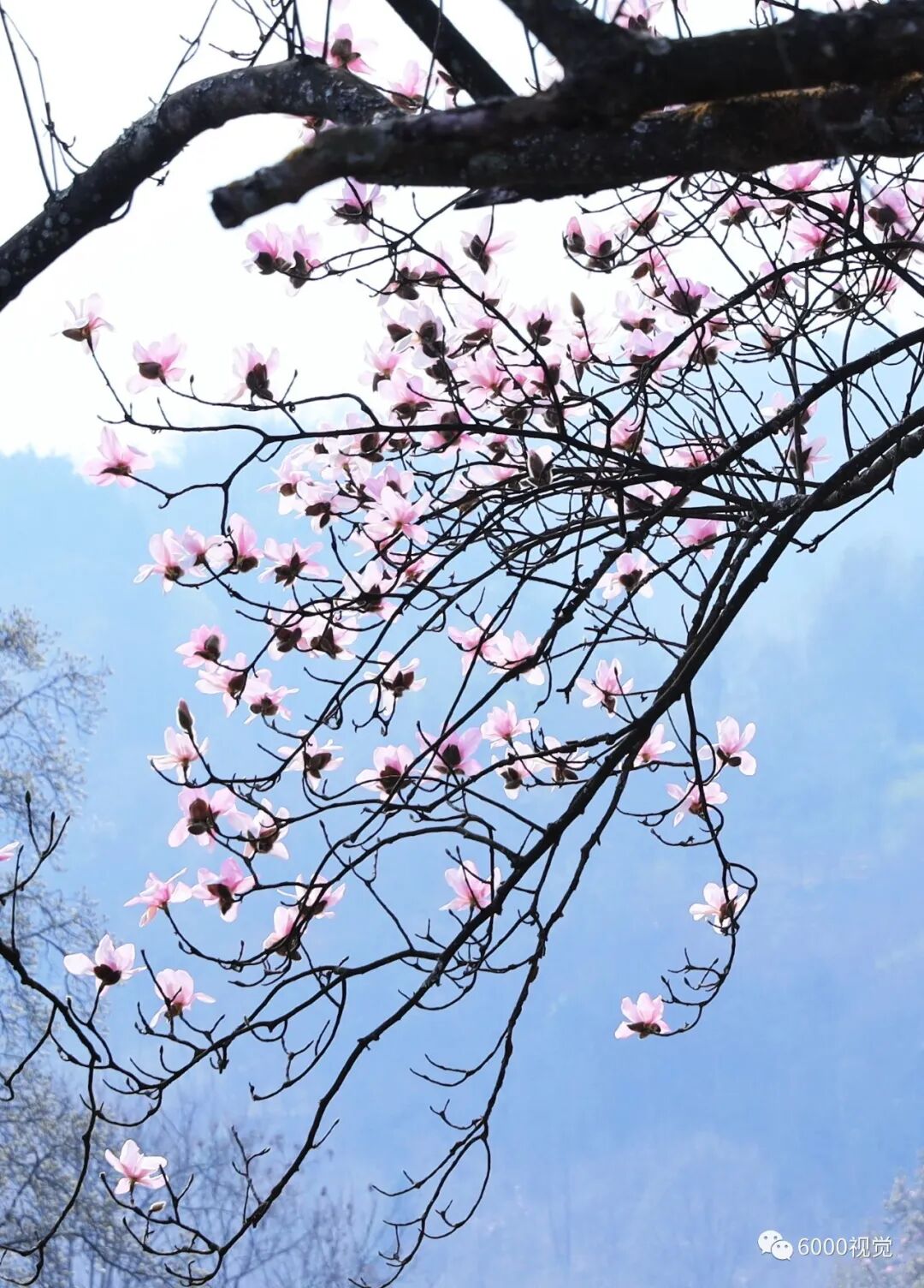 吴家后山辛夷花跑步进入盛花期 - 龙门山乡村游