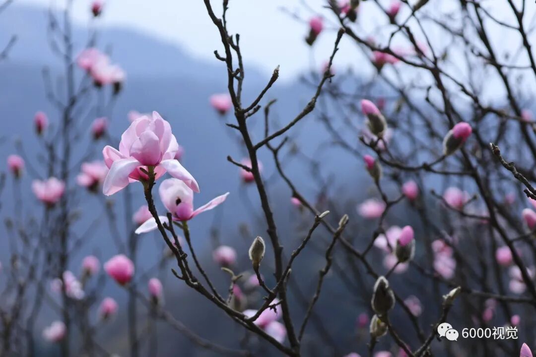 吴家后山辛夷花跑步进入盛花期 - 龙门山乡村游